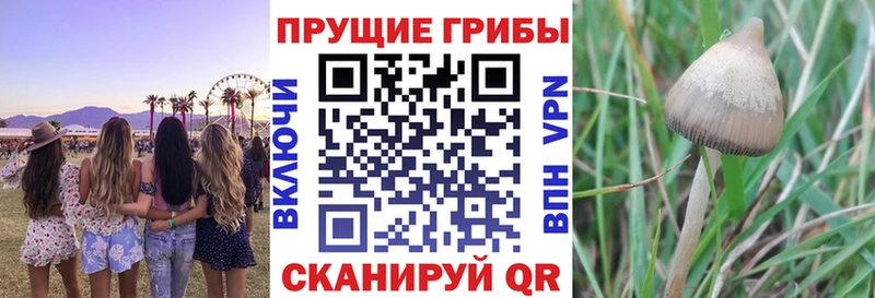 Псилоцибиновые грибы прущие грибы  где продают наркотики  Прохладный 